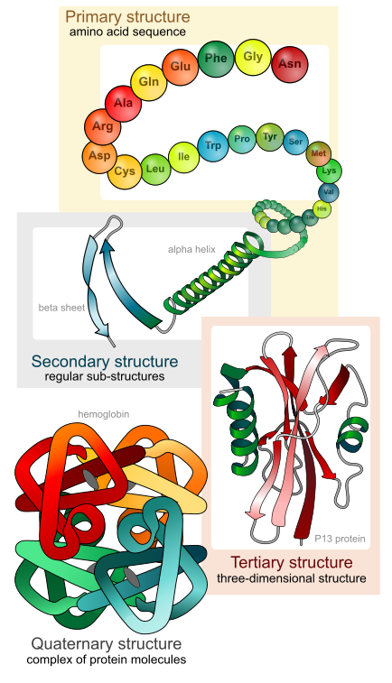 434px-Main_protein_structure_levels_en.svg