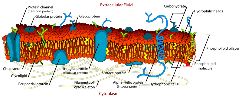 800px-Cell_membrane_detailed_diagram_en.svg
