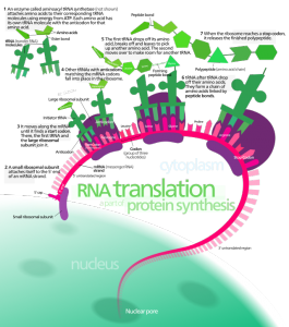 Protein_synthesis.svg