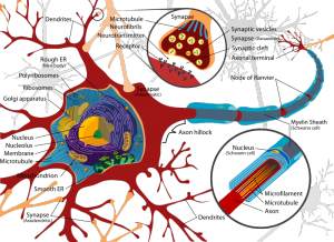 Synapse